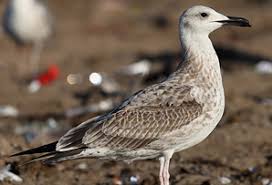 Image result for Larus cachinnans