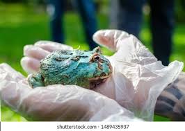 Image result for Ceratophrys ornata