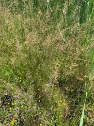 Attēlu rezultāti vaicājumam “Agrostis capillaris”