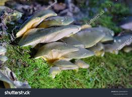 Attēlu rezultāti vaicājumam “Panellus serotinus”