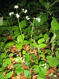 Attēlu rezultāti vaicājumam “Sanicula europaea”