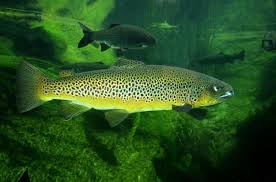 Image result for Salmo trutta
