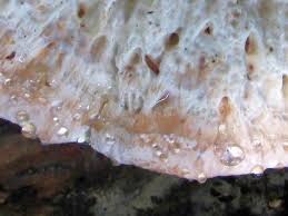 Attēlu rezultāti vaicājumam “Postia guttulata”