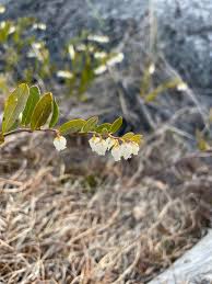 Attēlu rezultāti vaicājumam “Chamaedaphne calyculata”