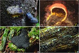 Attēlu rezultāti vaicājumam “Lindbladia tubulina”