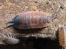 Attēlu rezultāti vaicājumam “Porcellio scaber”