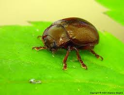 Attēlu rezultāti vaicājumam “Chrysolina staphylaea”