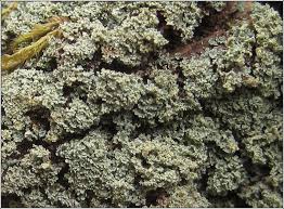 Attēlu rezultāti vaicājumam “Cladonia parasitica”