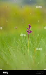 Attēlu rezultāti vaicājumam “Orchis mascula bud”