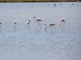 Image result for parque natural de camargue