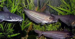 Image result for Ictalurus punctatus