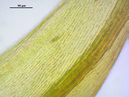 Attēlu rezultāti vaicājumam “Palustriella falcata”