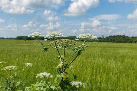 Attēlu rezultāti vaicājumam “Heracleum sosnowskyi leaf”