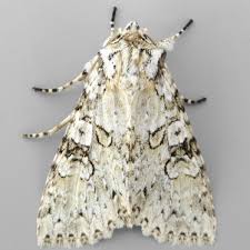 Attēlu rezultāti vaicājumam “Polia nebulosa”