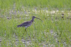 Attēlu rezultāti vaicājumam “Numenius arquata adult”