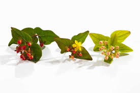 Attēlu rezultāti vaicājumam “Hypericum perforatum fruit”