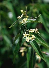 Attēlu rezultāti vaicājumam “Vincetoxicum hirundinaria flower”