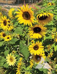 Attēlu rezultāti vaicājumam “Helianthus annuus flower”