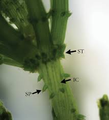 Attēlu rezultāti vaicājumam “Chara rudis”