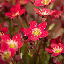 Image result for Steinbrech