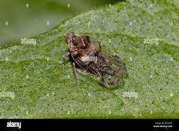 Attēlu rezultāti vaicājumam “Cixius sp.”