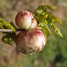 Attēlu rezultāti vaicājumam “Biorhiza pallida”