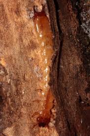 Attēlu rezultāti vaicājumam “Pyrochroidae larva”