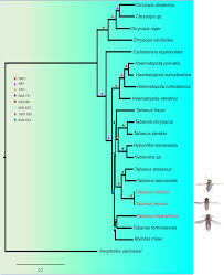Attēlu rezultāti vaicājumam “Atylotus sp.”
