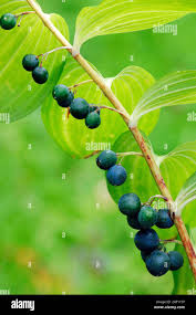 Attēlu rezultāti vaicājumam “Polygonatum multiflorum  fruit”