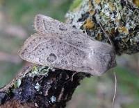 Attēlu rezultāti vaicājumam “Orthosia gracilis”