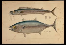 Image result for Thunnus maccoyii
