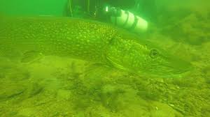 Image result for Lutterworth Sub-Aqua Club