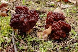 Attēlu rezultāti vaicājumam “Gyromitra esculenta”