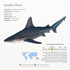 Image result for Carcharhinus plumbeus