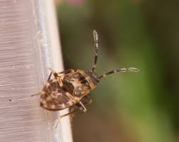 Attēlu rezultāti vaicājumam “Lygus nymph nymph”