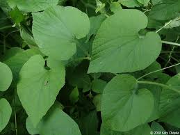 Attēlu rezultāti vaicājumam “Thladiantha dubia”