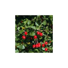 Attēlu rezultāti vaicājumam “Crataegus x macrocarpa”