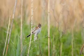 Attēlu rezultāti vaicājumam “Emberiza schoeniclus nest”