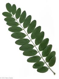 Attēlu rezultāti vaicājumam “Robinia pseudoacacia”