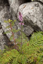 Attēlu rezultāti vaicājumam “Stachys palustris flower”