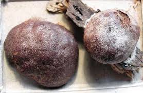 Attēlu rezultāti vaicājumam “Reticularia jurana”