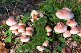 Attēlu rezultāti vaicājumam “Hypholoma lateritium”