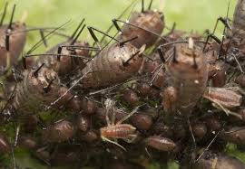 Attēlu rezultāti vaicājumam “Uroleucon cirsii”