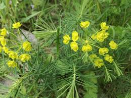Attēlu rezultāti vaicājumam “Euphorbia cyparissias flower”