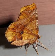 Attēlu rezultāti vaicājumam “Selenia dentaria”