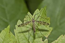 Attēlu rezultāti vaicājumam “Epiphragma ocellare”