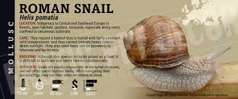 Attēlu rezultāti vaicājumam “Helix pomatia”