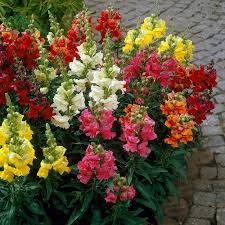 Image result for Antirrhinum majus maximum