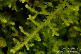 Attēlu rezultāti vaicājumam “Lepidozia reptans”