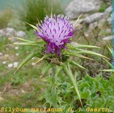 Attēlu rezultāti vaicājumam “Silybum marianum”